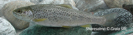 Trota Lacustre
